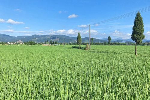 曾被拒登或漏登的集体土地权利现在如何登记