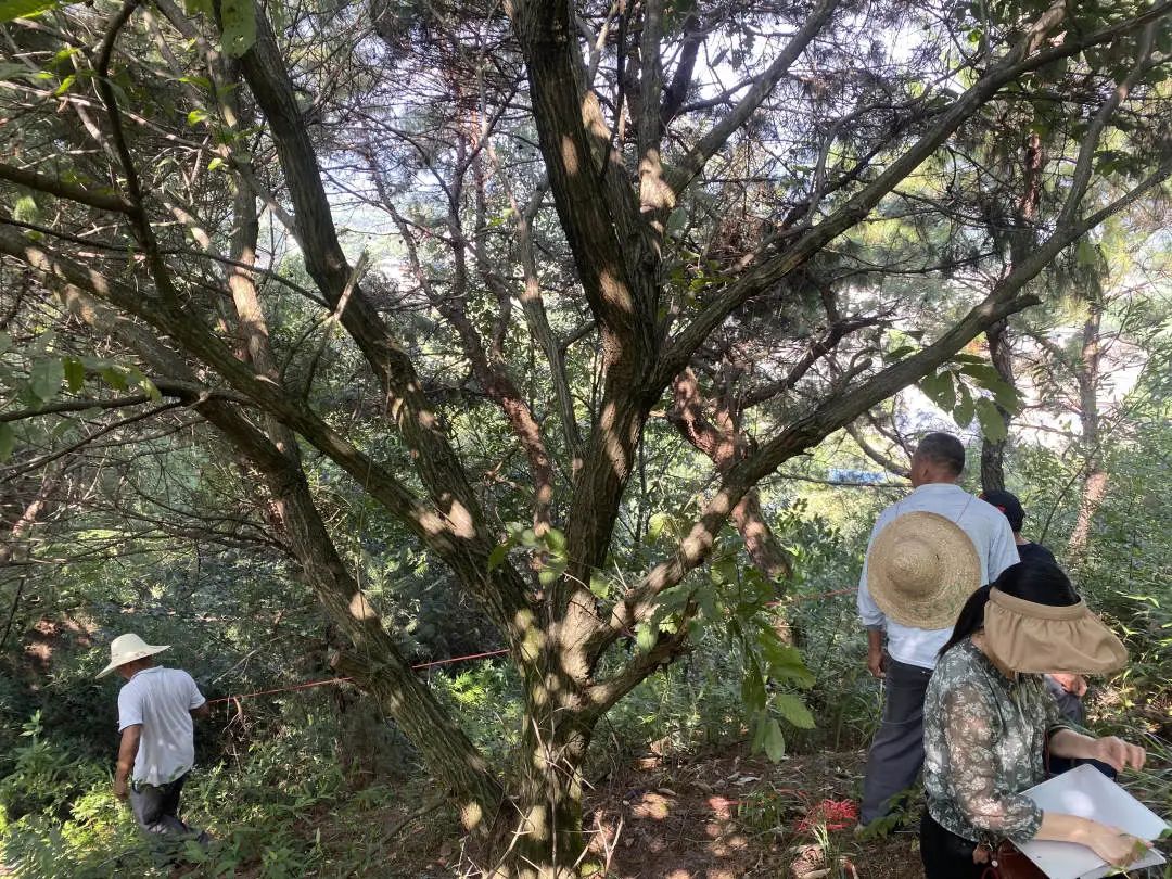 征收集体土地取得的补偿款应当如何分配？